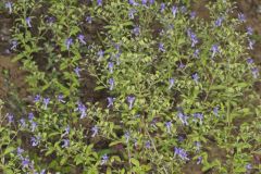 Forked Bluecurls, Trichostema dichotomum