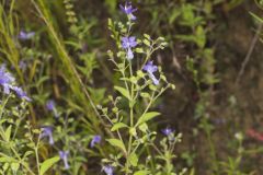 Forked Bluecurls, Trichostema dichotomum