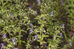 Forked Bluecurls, Trichostema dichotomum