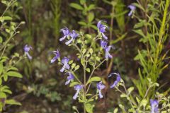 Forked Bluecurls, Trichostema dichotomum