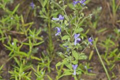 Forked Bluecurls, Trichostema dichotomum