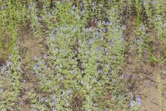 Forked Bluecurls, Trichostema dichotomum