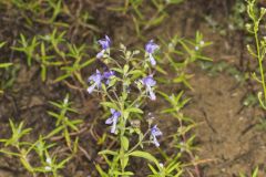 Forked Bluecurls, Trichostema dichotomum