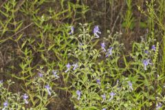 Forked Bluecurls, Trichostema dichotomum