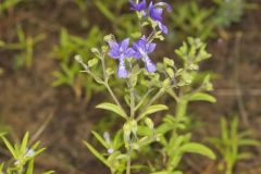 Forked Bluecurls, Trichostema dichotomum
