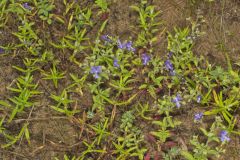 Forked Bluecurls, Trichostema dichotomum