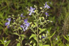 Forked Bluecurls, Trichostema dichotomum