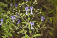 Forked Bluecurls, Trichostema dichotomum