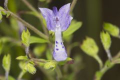 Forked Bluecurls, Trichostema dichotomum