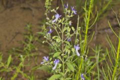 Forked Bluecurls, Trichostema dichotomum