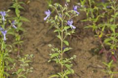Forked Bluecurls, Trichostema dichotomum