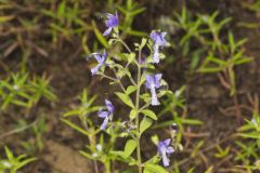 Forked Bluecurls, Trichostema dichotomum