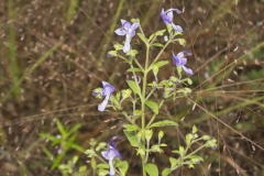 Forked Bluecurls, Trichostema dichotomum Forked Bluecurls, Trichostema dichotomum