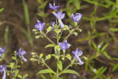 Forked Bluecurls, Trichostema dichotomum