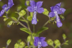 Forked Bluecurls, Trichostema dichotomum Forked Bluecurls, Trichostema dichotomum
