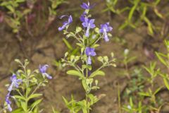 Forked Bluecurls, Trichostema dichotomum Forked Bluecurls, Trichostema dichotomum