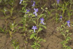 Forked Bluecurls, Trichostema dichotomum Forked Bluecurls, Trichostema dichotomum