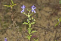 Forked Bluecurls, Trichostema dichotomum Forked Bluecurls, Trichostema dichotomum