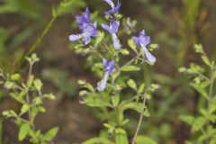 Forked Bluecurls, Trichostema dichotomum