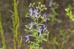 Forked Bluecurls, Trichostema dichotomum