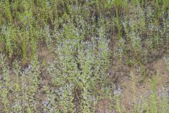 Forked Bluecurls, Trichostema dichotomum