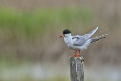 Forster's Tern, Sterna forsteri