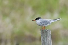 Forster's Tern, Sterna forsteri
