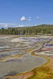 Mustard Spring