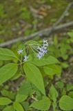Four-leaved Milkweed, Asclepias quadrifolia