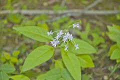Four-leaved Milkweed, Asclepias quadrifolia