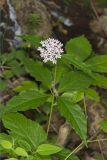 Four-leaved Milkweed, Asclepias quadrifolia