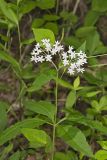 Four-leaved Milkweed, Asclepias quadrifolia