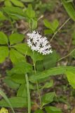 Four-leaved Milkweed, Asclepias quadrifolia