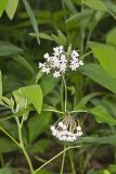 Four-leaved Milkweed, Asclepias quadrifolia