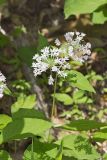 Four-leaved Milkweed, Asclepias quadrifolia
