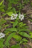 Four-leaved Milkweed, Asclepias quadrifolia