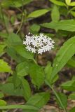 Four-leaved Milkweed, Asclepias quadrifolia