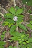 Four-leaved Milkweed, Asclepias quadrifolia
