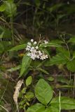 Four-leaved Milkweed, Asclepias quadrifolia