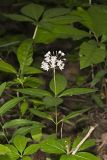 Four-leaved Milkweed, Asclepias quadrifolia