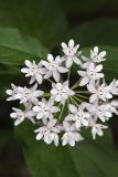 Four-leaved Milkweed, Asclepias quadrifolia
