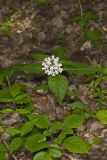 Four-leaved Milkweed, Asclepias quadrifolia