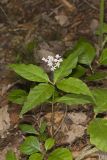 Four-leaved Milkweed, Asclepias quadrifolia