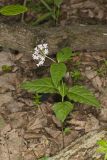 Four-leaved Milkweed, Asclepias quadrifolia