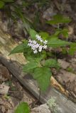Four-leaved Milkweed, Asclepias quadrifolia