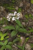 Four-leaved Milkweed, Asclepias quadrifolia