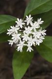 Four-leaved Milkweed, Asclepias quadrifolia