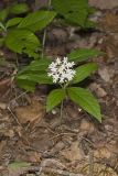 Four-leaved Milkweed, Asclepias quadrifolia