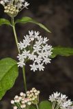 Four-leaved Milkweed, Asclepias quadrifolia