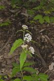 Four-leaved Milkweed, Asclepias quadrifolia